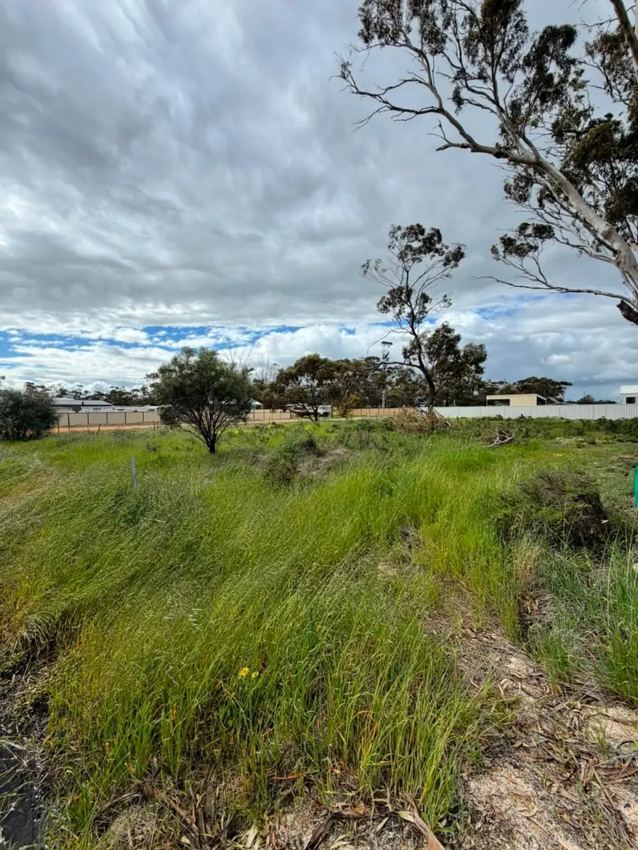 Acreage block covered in long grass, scrub and gum trees before land clearing started