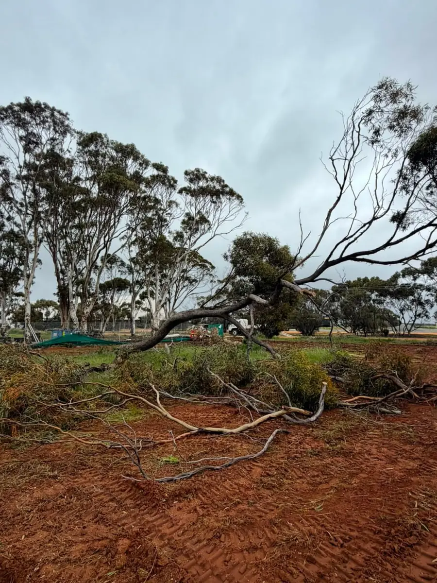 Gum tree felled and limbed lying on cleared red earth with green waste stacked beside it