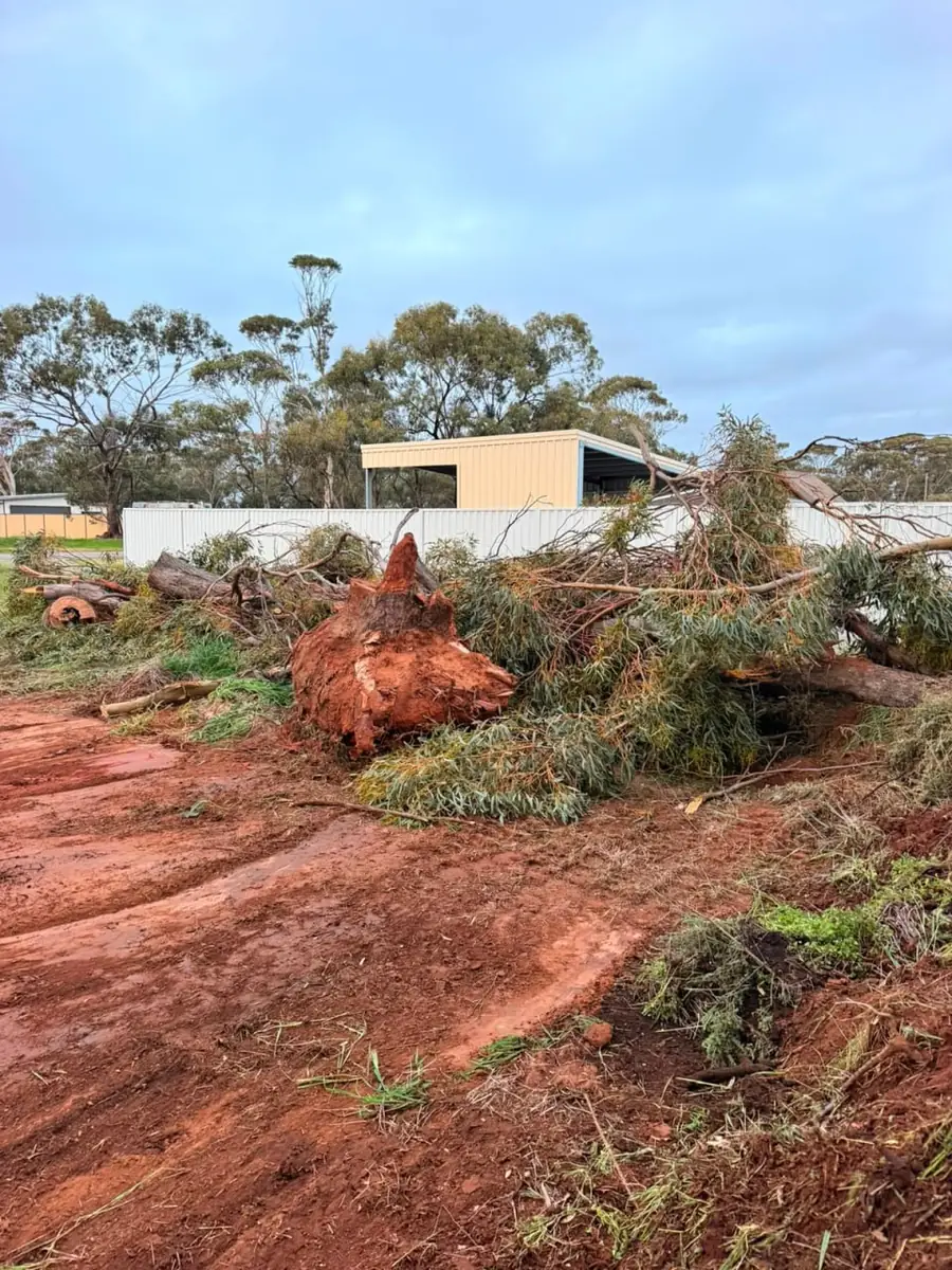 Tree stump with its root plate attached sitting on a pile of green waste after excavation