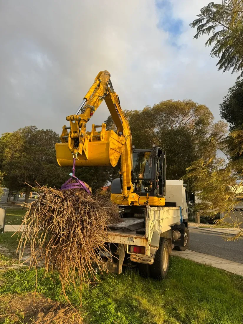 Excavator lifting a tree stump and its root plate onto an 8 tonne tipper on a Perth subdivision block